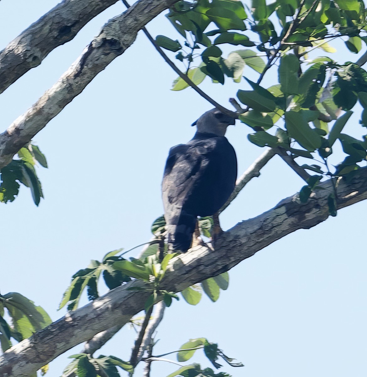 Harpie féroce - ML612383701