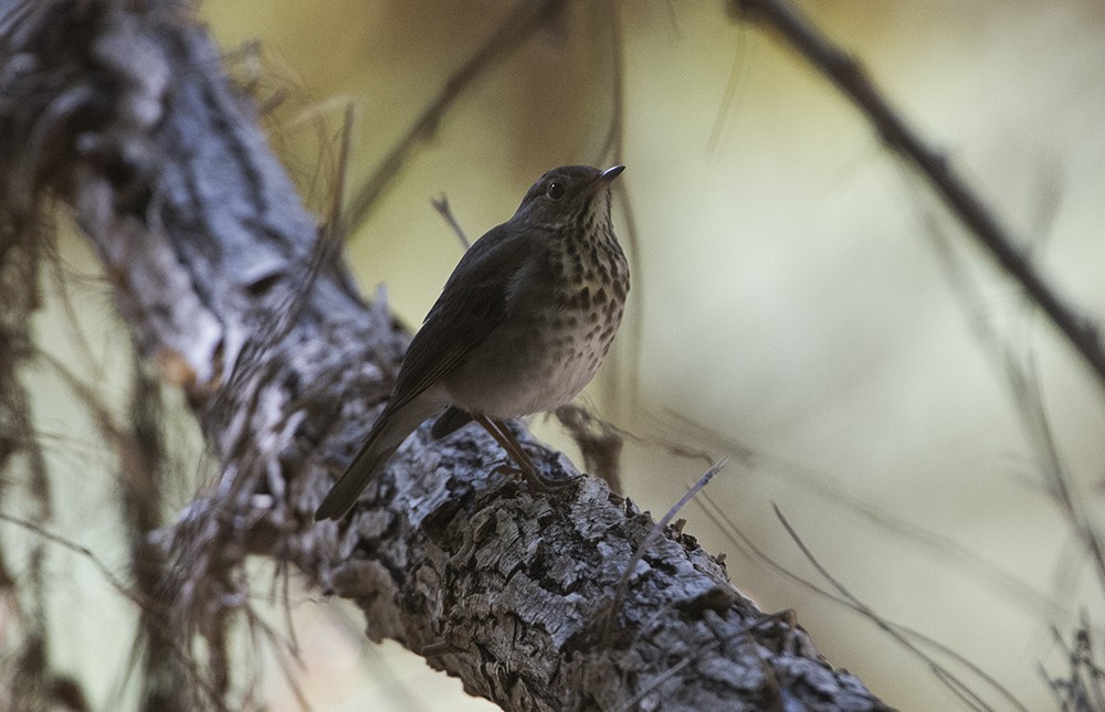 Hermit Thrush - ML612383722