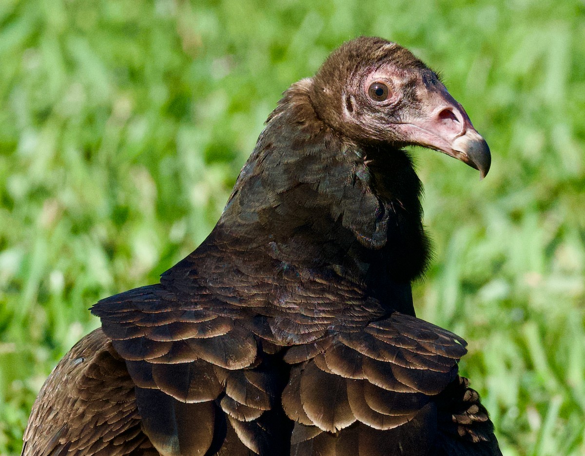 Turkey Vulture - ML612383760