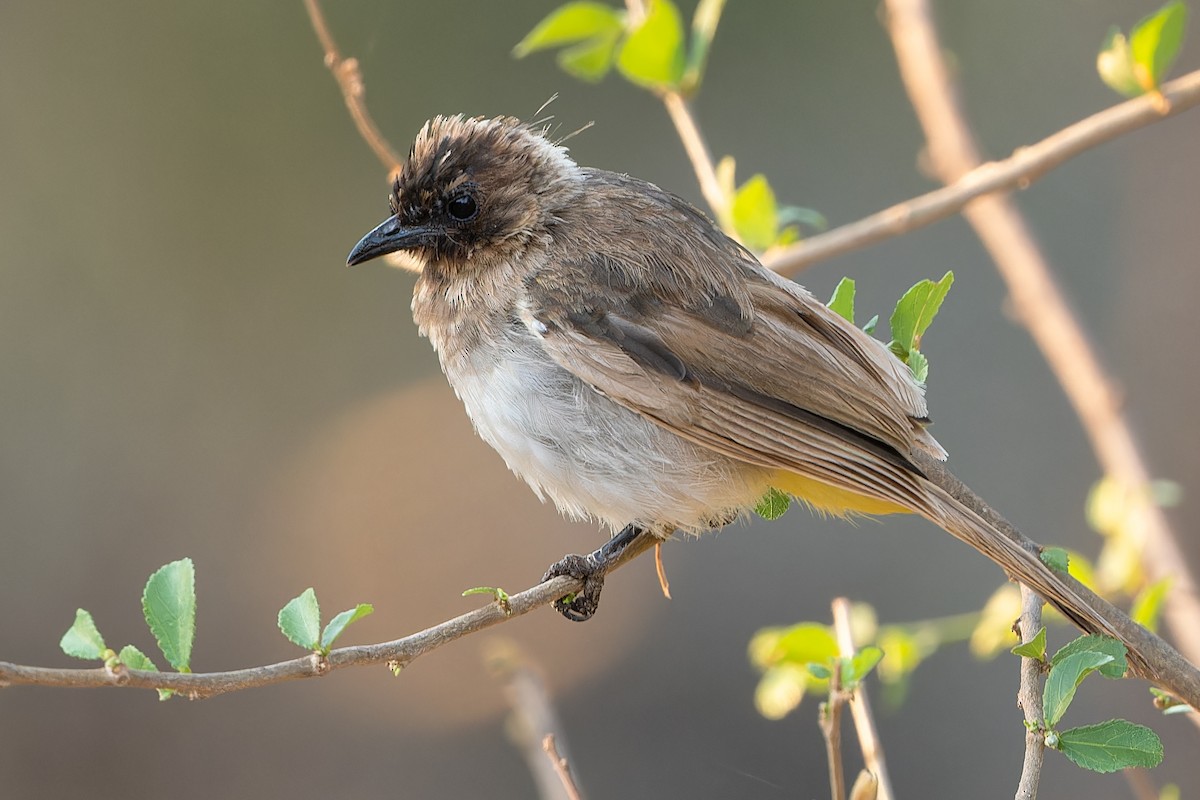 Common Bulbul - ML612383778