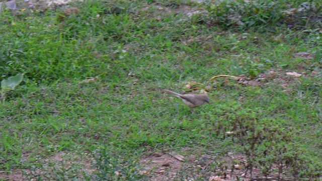 Large Gray Babbler - ML612384031