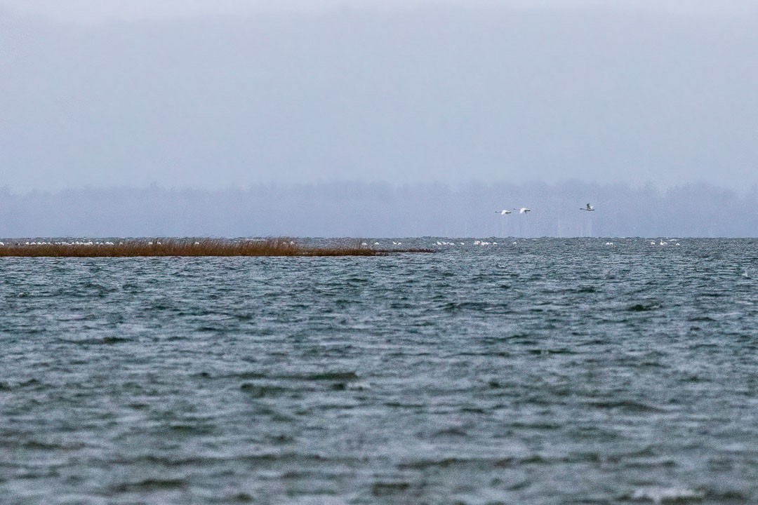 Tundra Swan - ML612384035