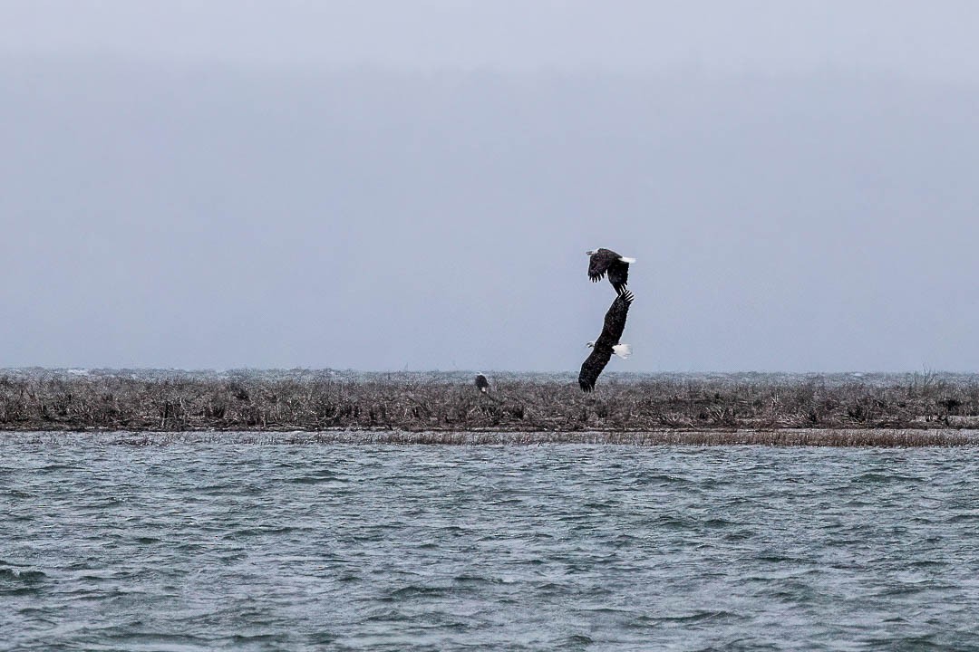 Bald Eagle - ML612384041