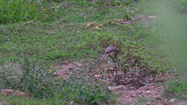 Large Gray Babbler - ML612384123