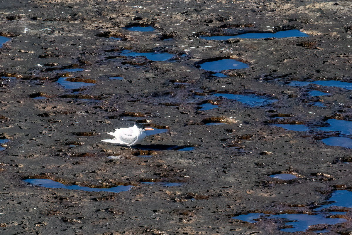 Royal Tern - ML612384150