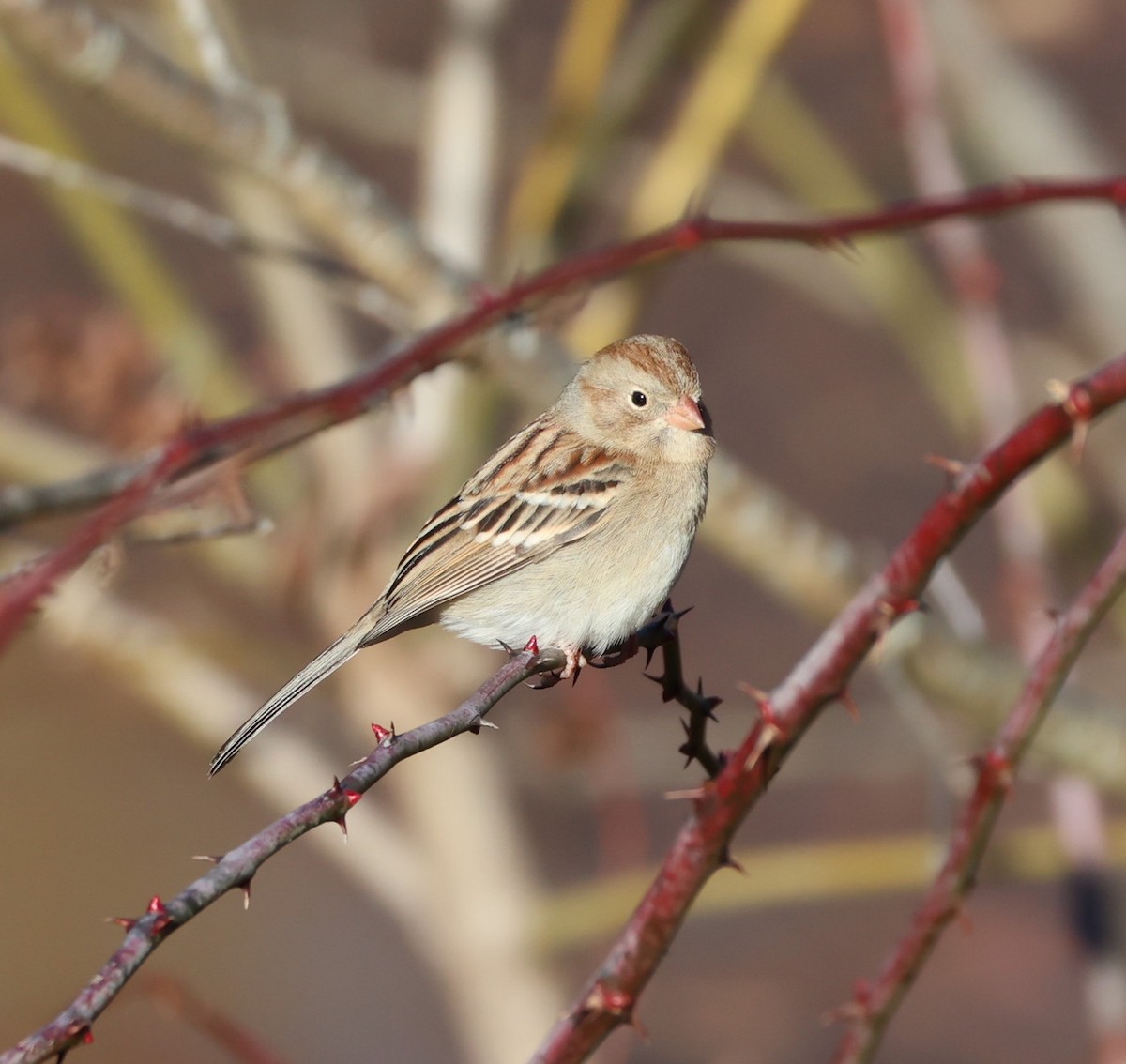 Field Sparrow - ML612384161