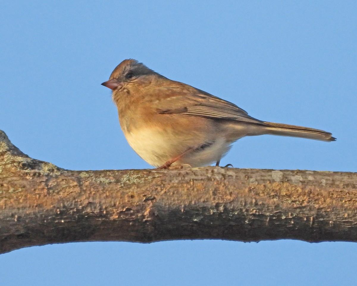 Dark-eyed Junco - Aubrey Merrill