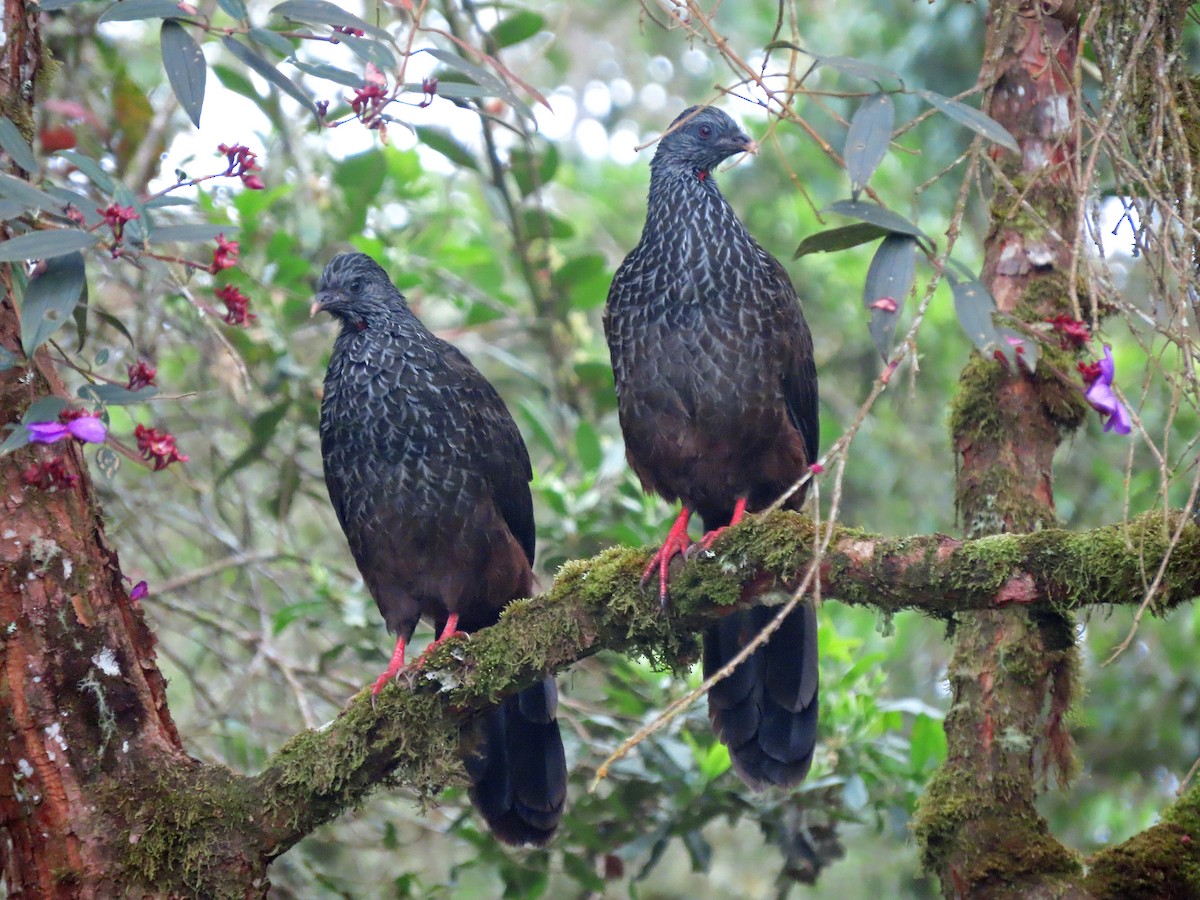 Andean Guan - Peter Leth