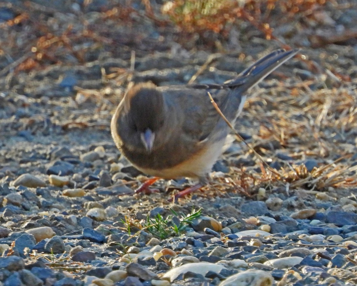 Dark-eyed Junco - ML612384225