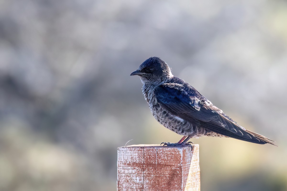 Southern Martin - Marcos Eugênio Birding Guide