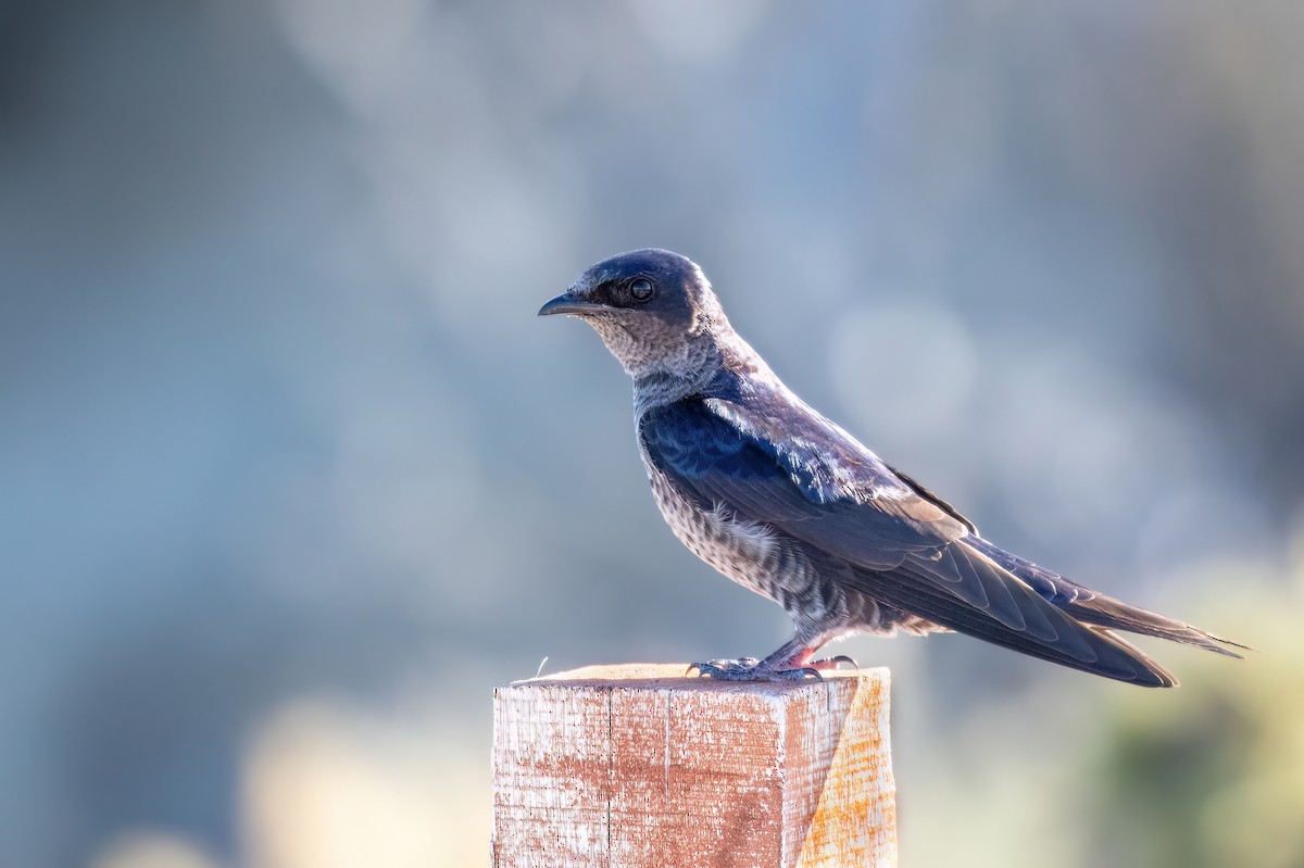 Southern Martin - Marcos Eugênio Birding Guide