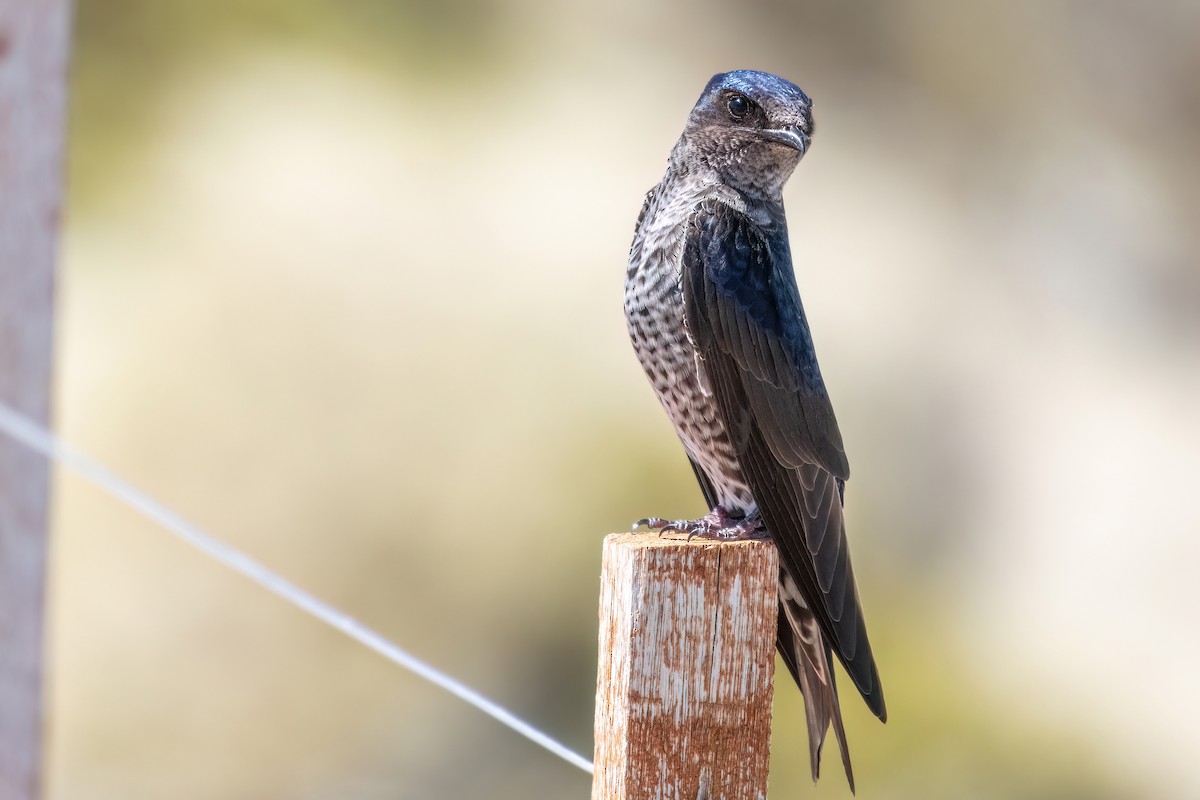 Southern Martin - Marcos Eugênio Birding Guide