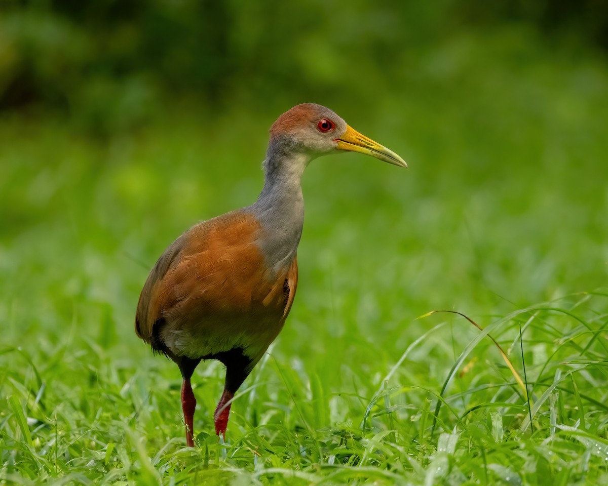 Russet-naped Wood-Rail - Derek Spencer