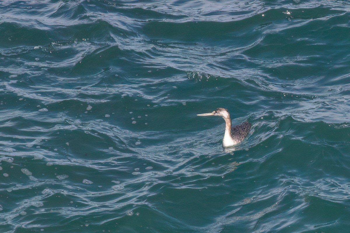 Great Grebe - ML612384265