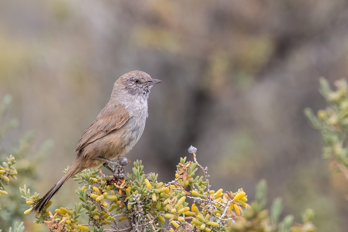 Patagonian Canastero - Marcos Eugênio Birding Guide
