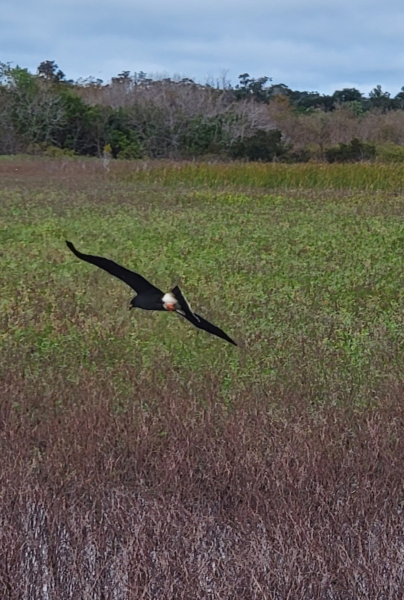 Snail Kite - ML612384283