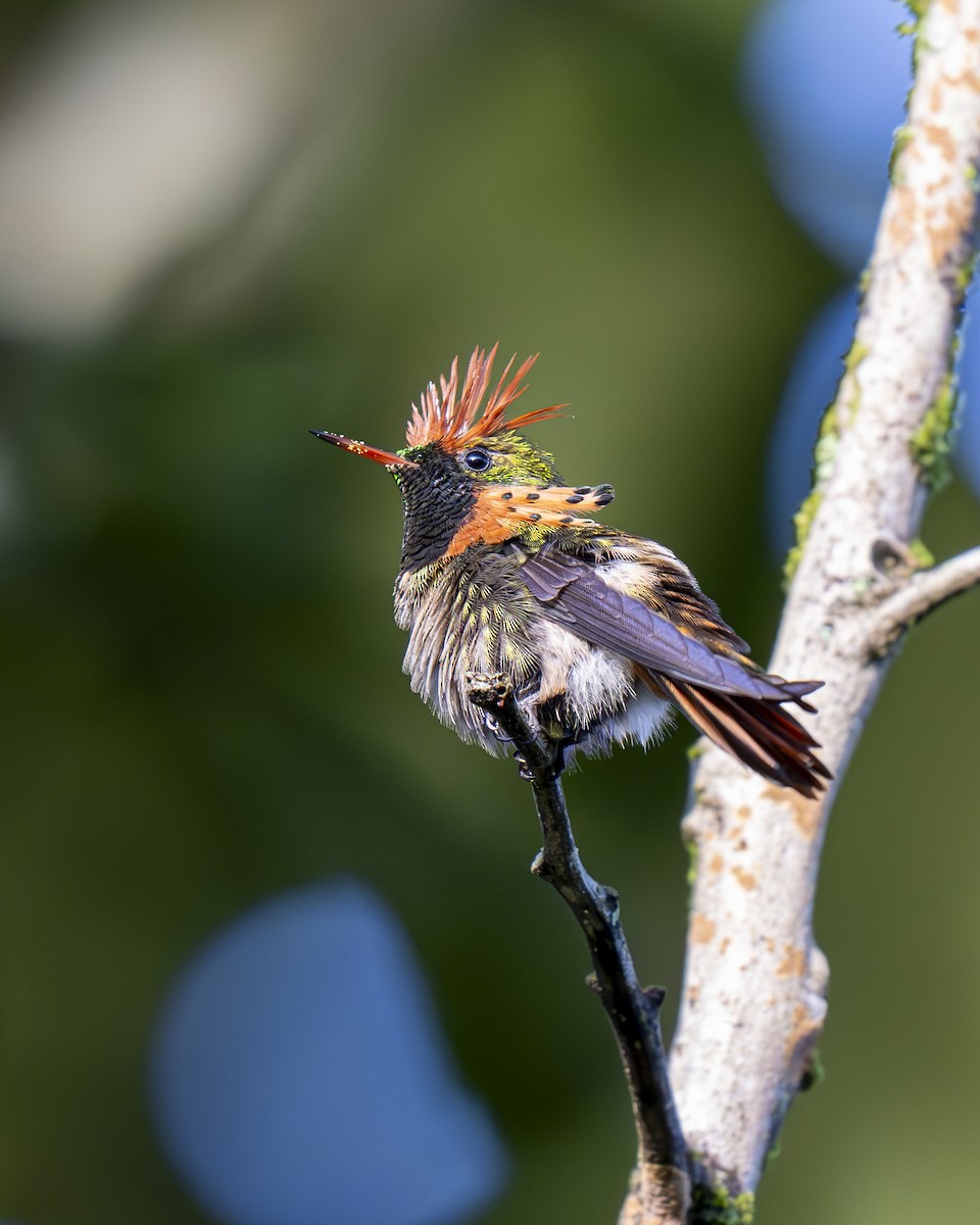 Tufted Coquette - ML612384290