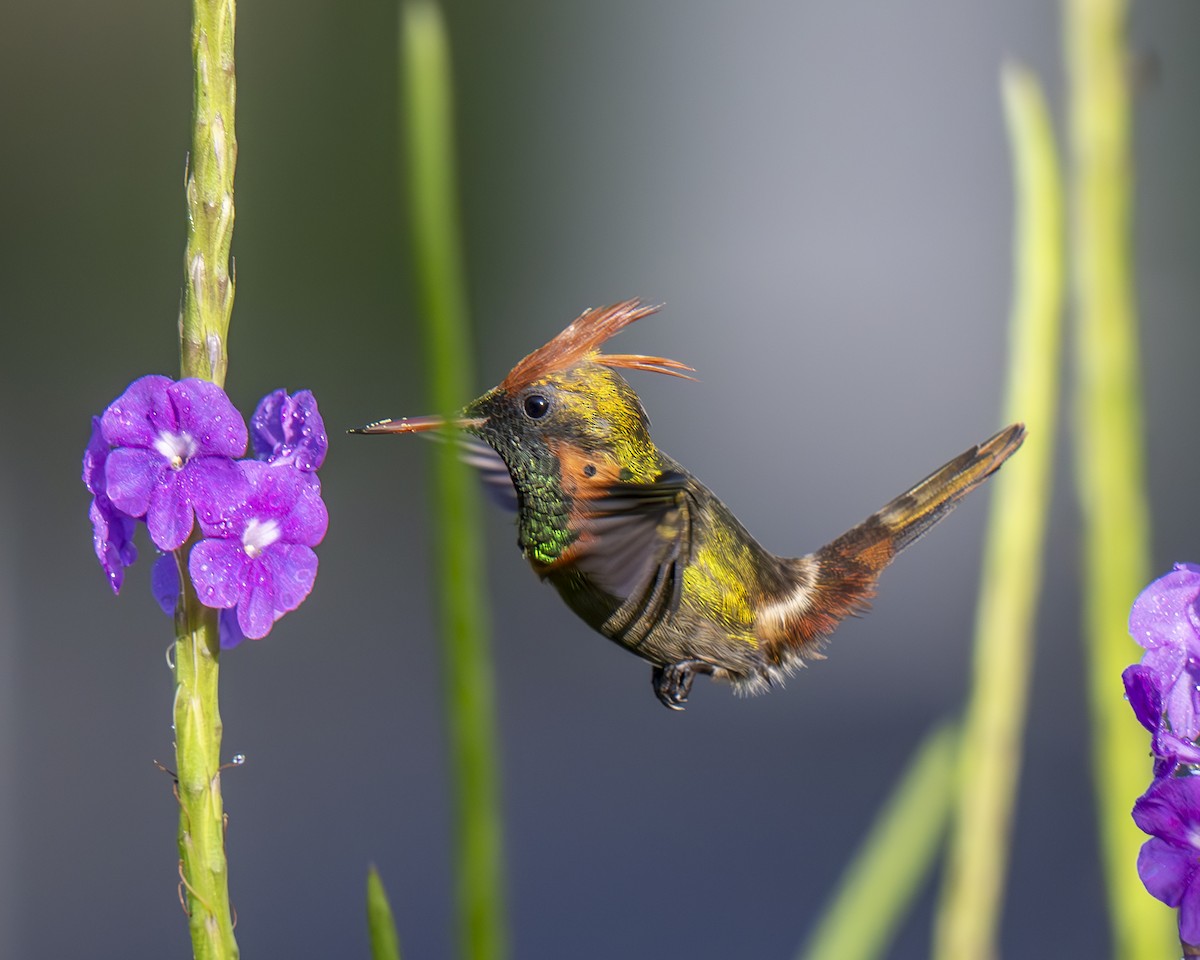 Tufted Coquette - ML612384292