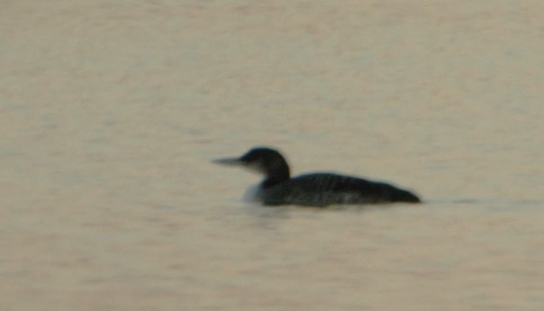 Common Loon - ML612384304