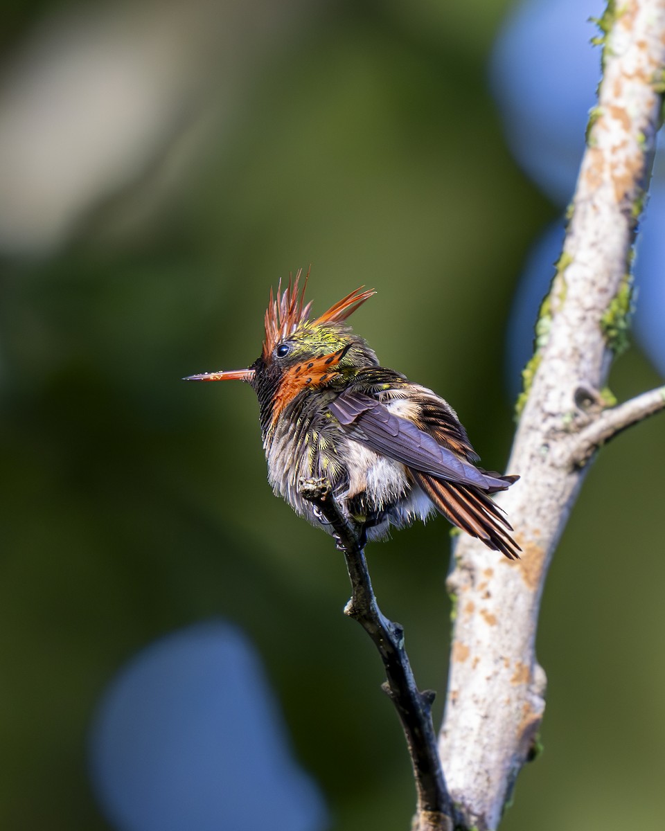 Tufted Coquette - ML612384342