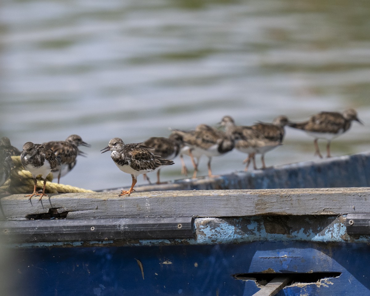 Ruddy Turnstone - ML612384397