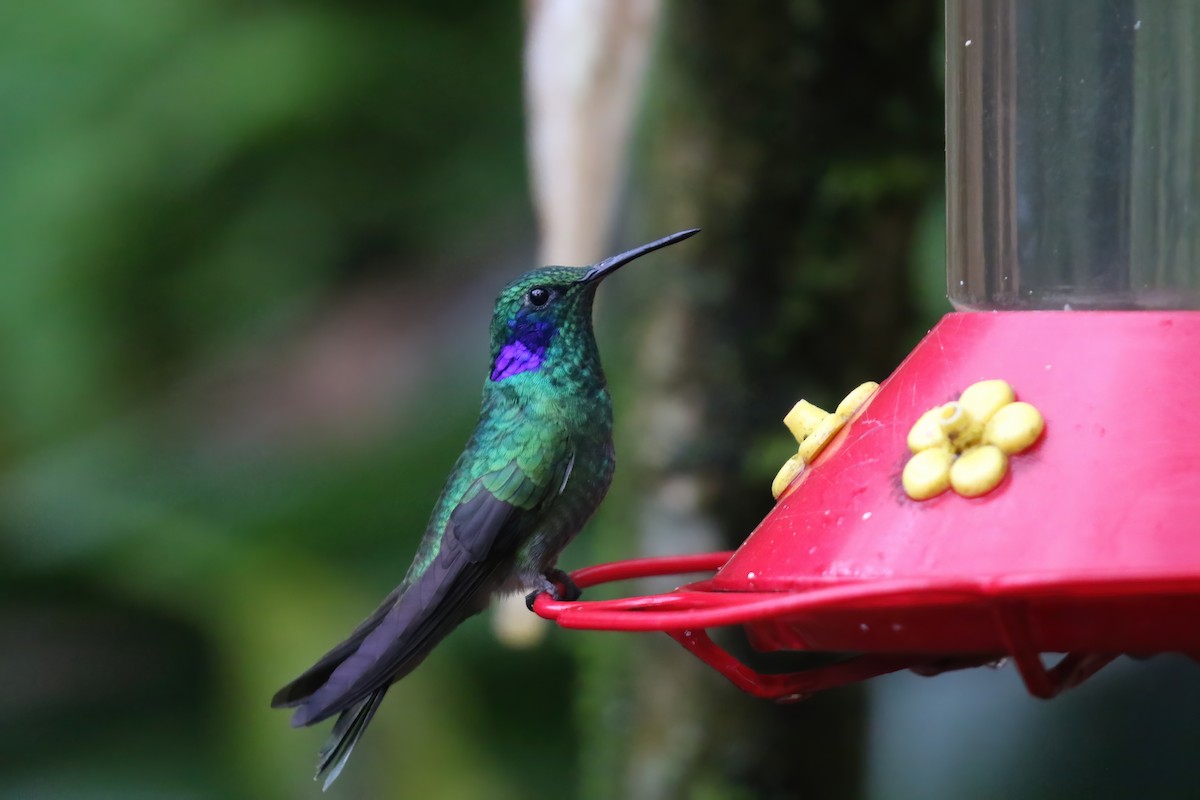 Lesser Violetear (Andean) - Greg Scyphers