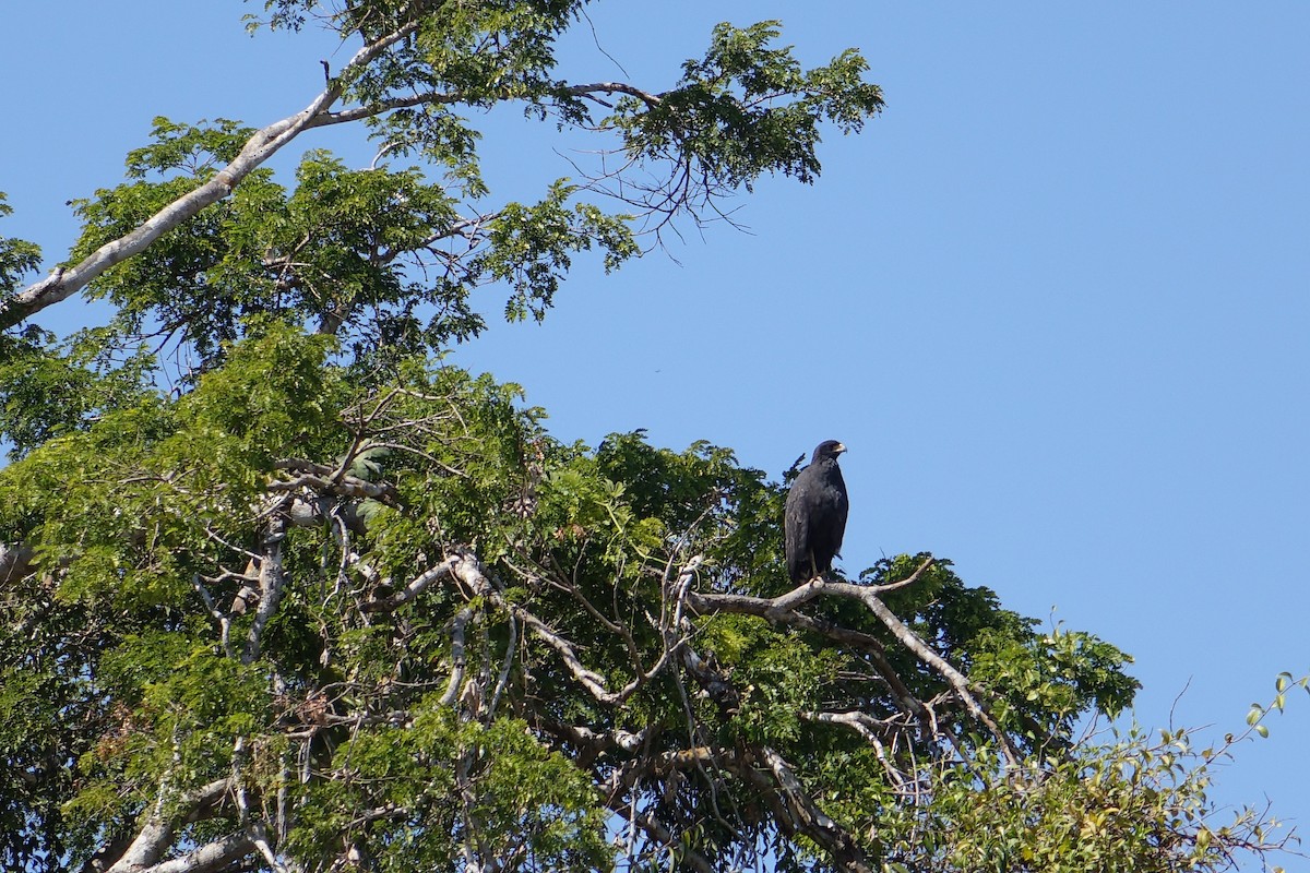Great Black Hawk - ML612384412