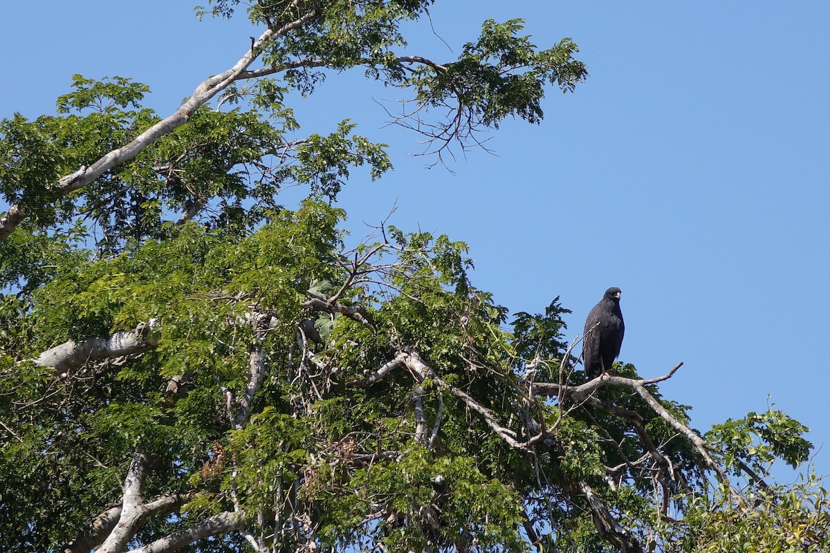 Great Black Hawk - ML612384413