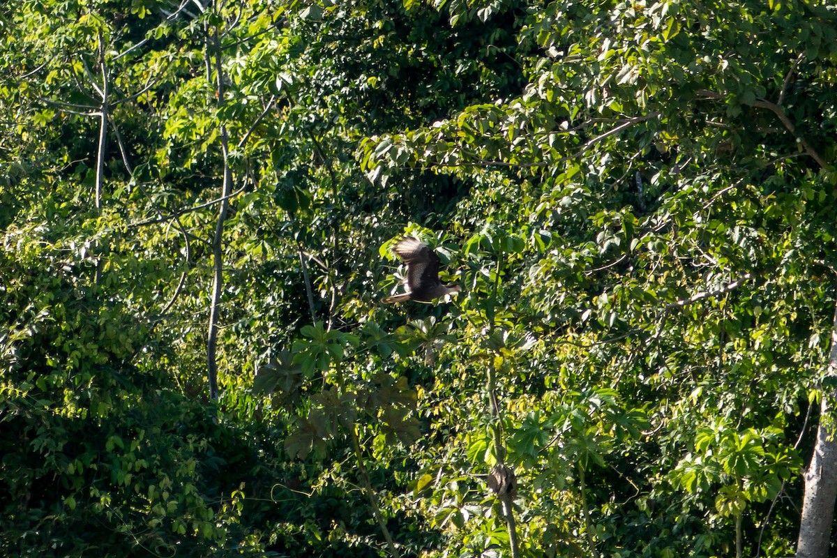 Crested Caracara - ML612384427