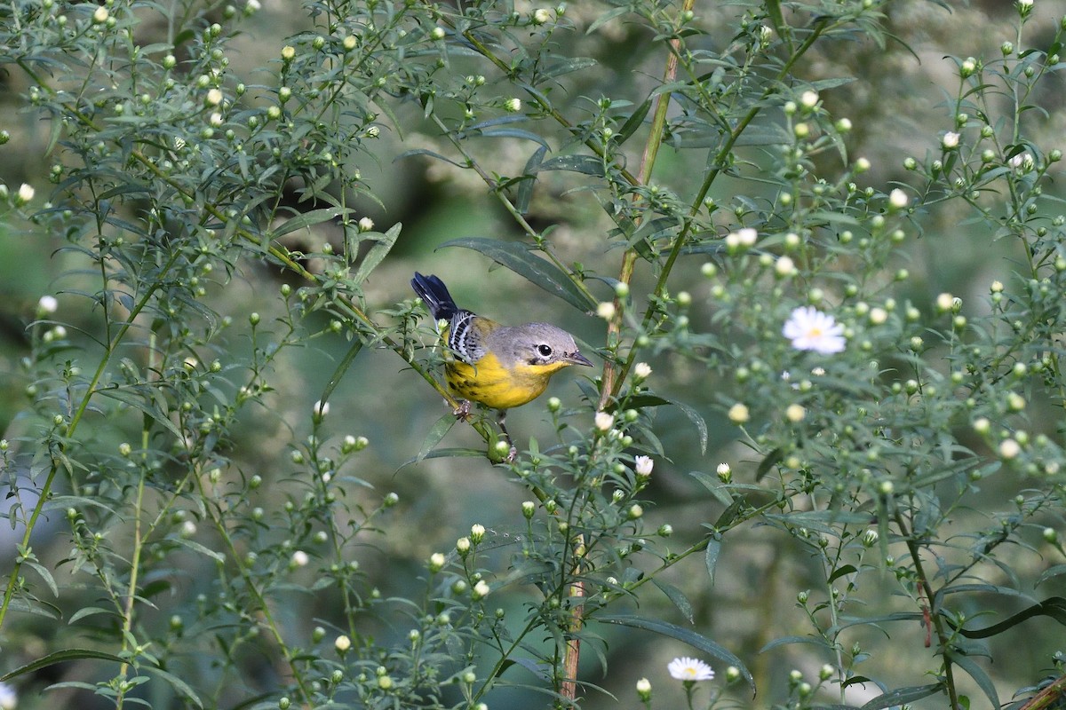 Magnolia Warbler - terence zahner