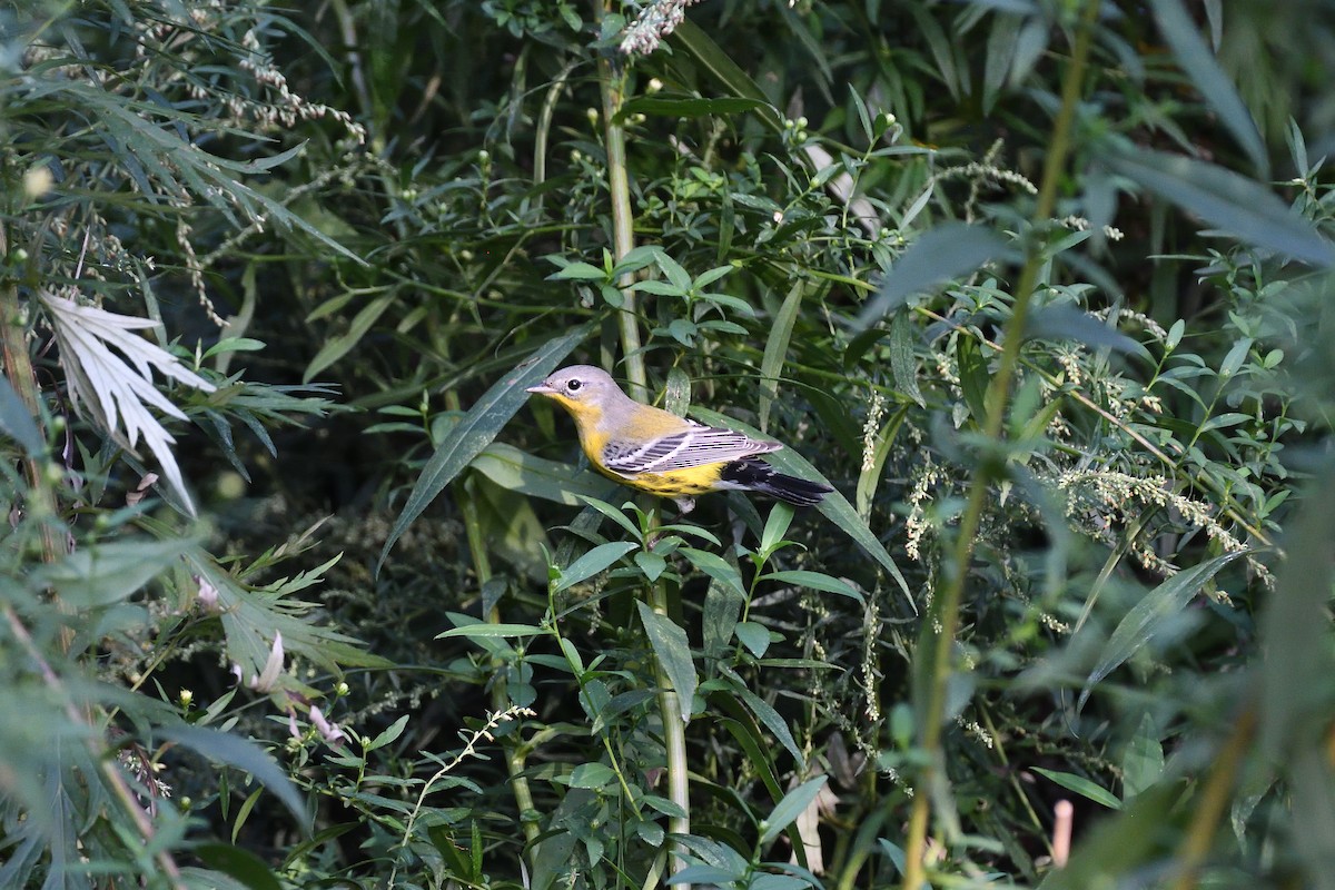 Magnolia Warbler - terence zahner