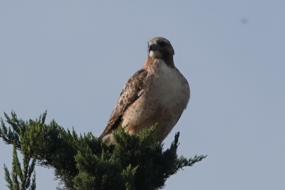 Red-tailed Hawk - ML612384460