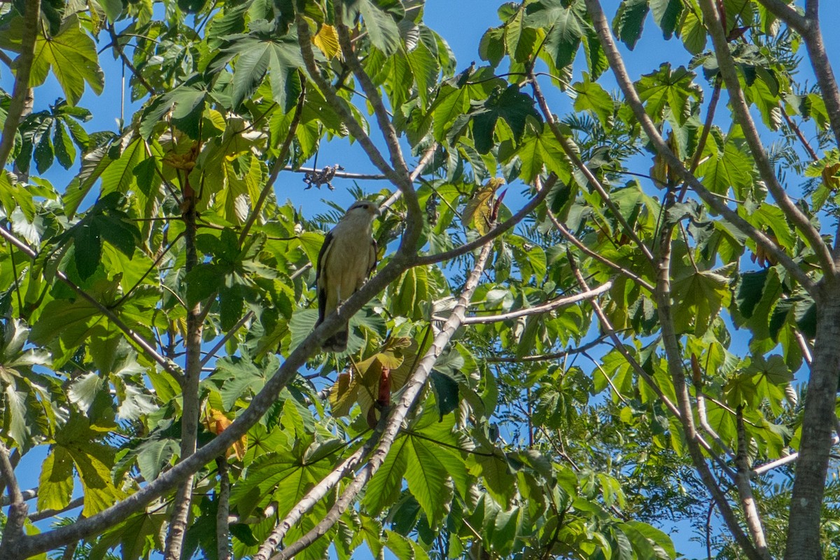 Yellow-headed Caracara - ML612384466