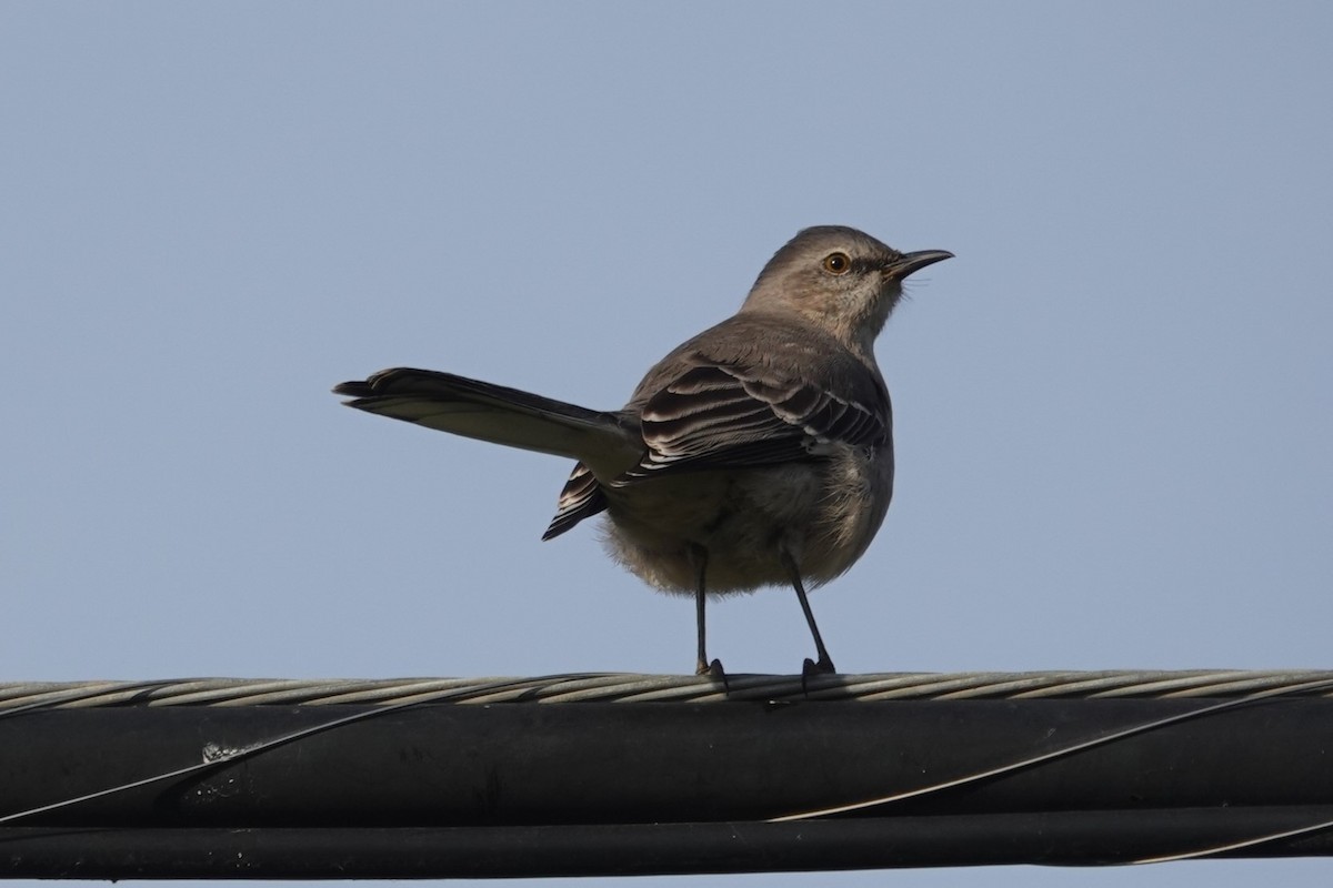 Northern Mockingbird - Kimball Garrett