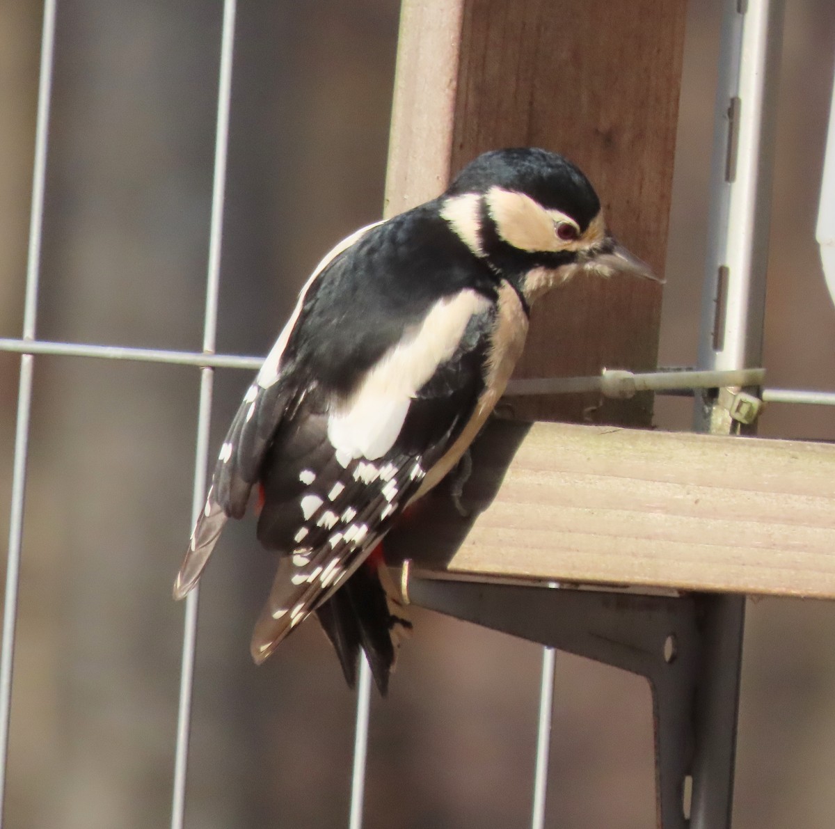 Great Spotted Woodpecker - Alfonso Luengo
