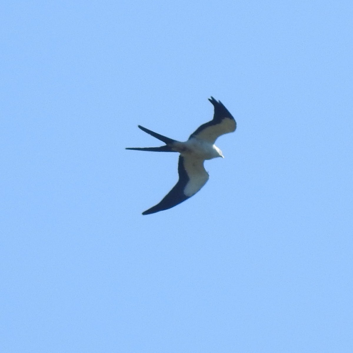 Swallow-tailed Kite - ML612384566