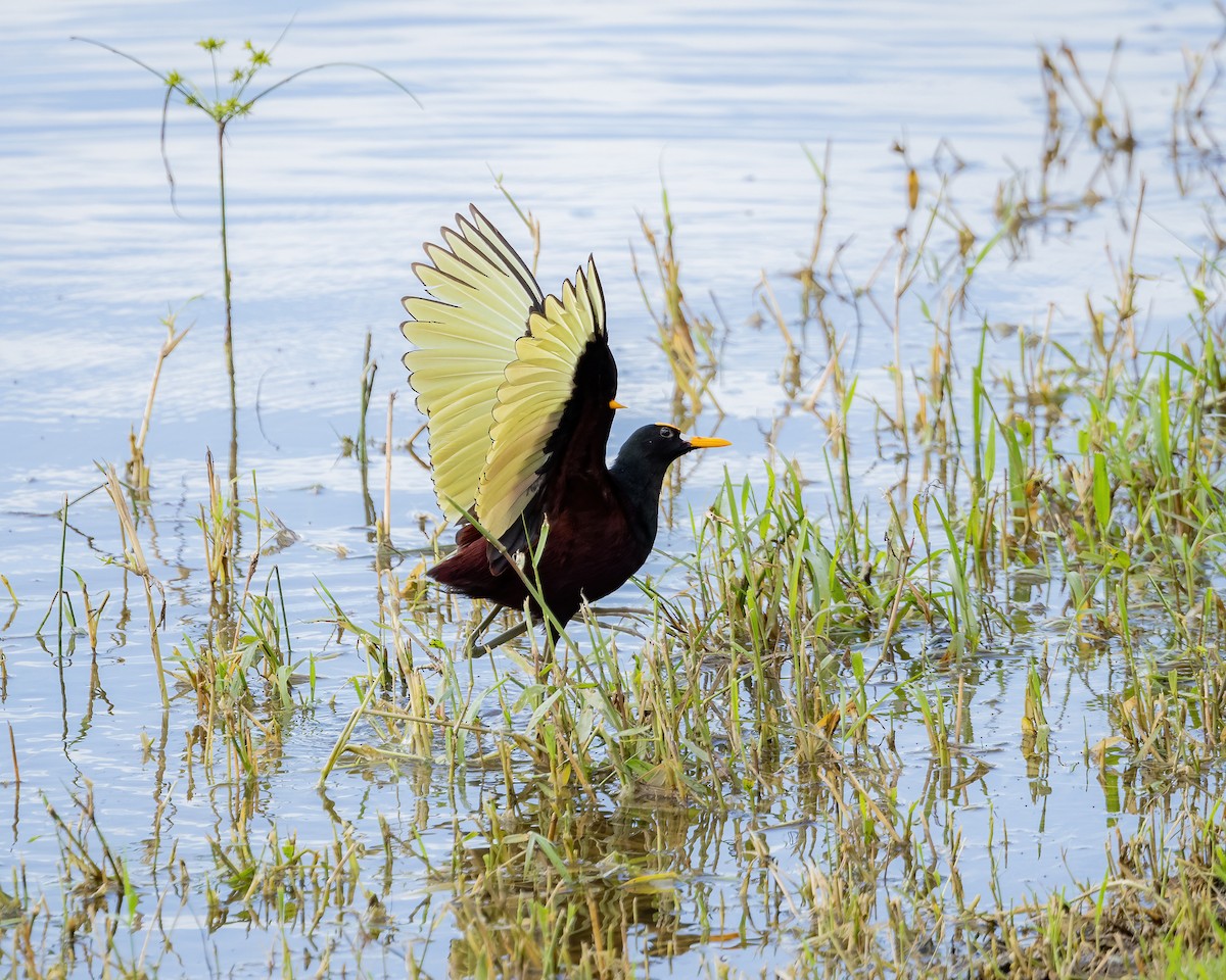 Northern Jacana - ML612384611