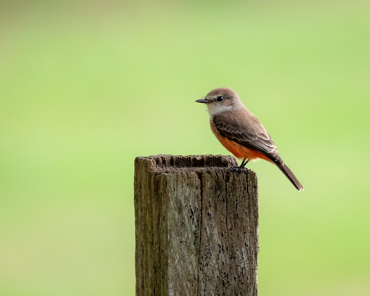 Vermilion Flycatcher - ML612384617