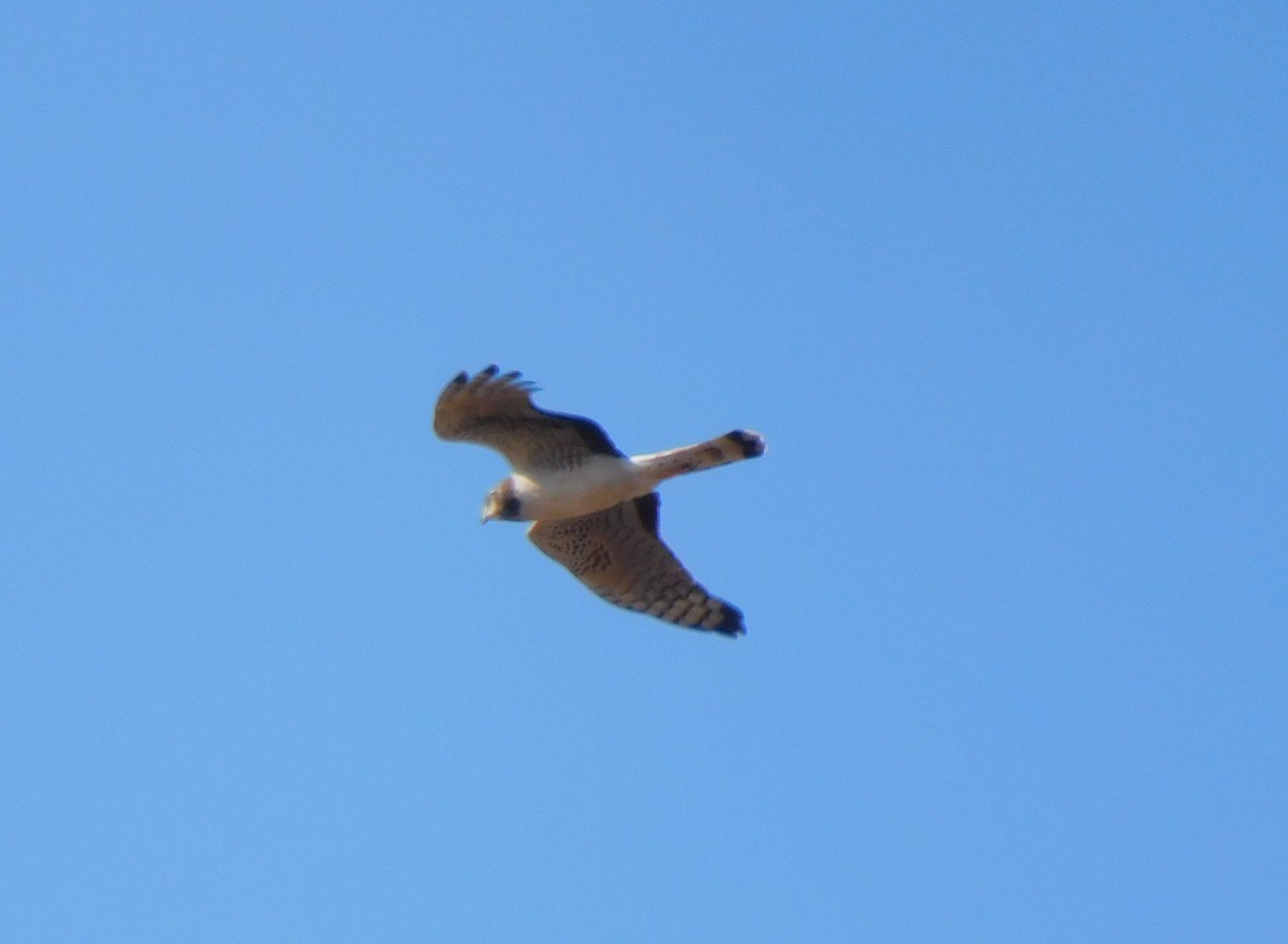 Long-winged Harrier - ML612384622