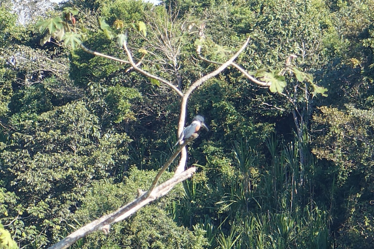 Ringed Kingfisher - ML612384639