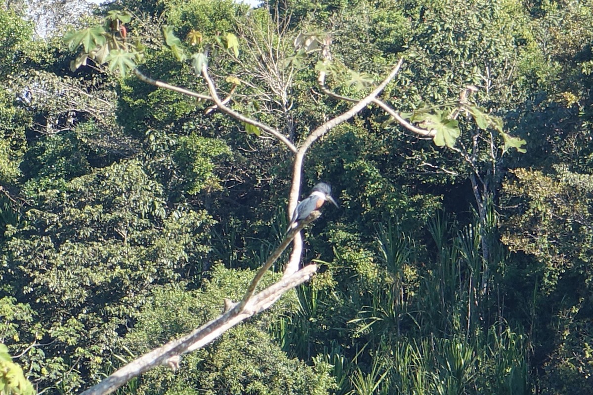 Ringed Kingfisher - ML612384640