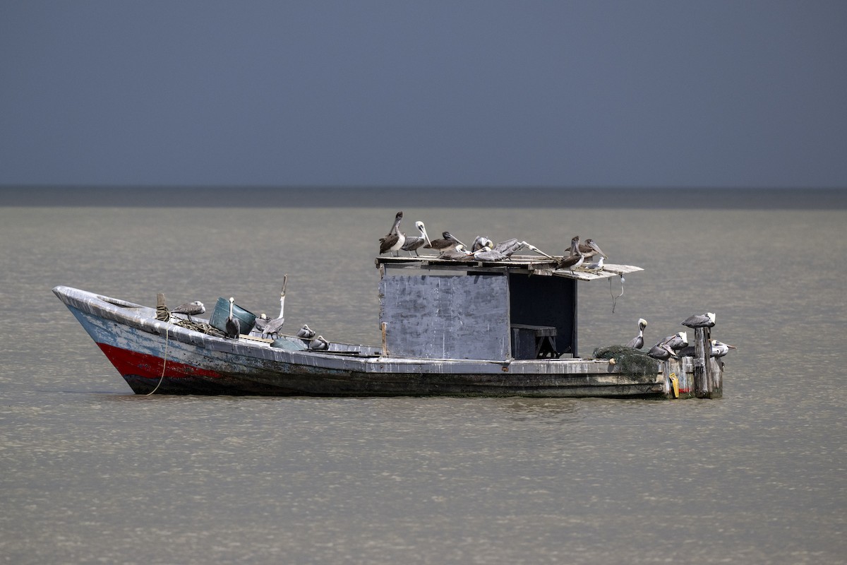 Brown Pelican - ML612384678