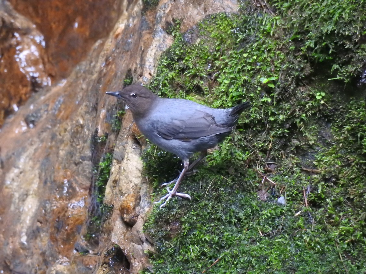 American Dipper - ML612384715