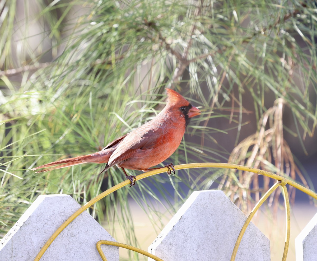 Northern Cardinal - ML612384759
