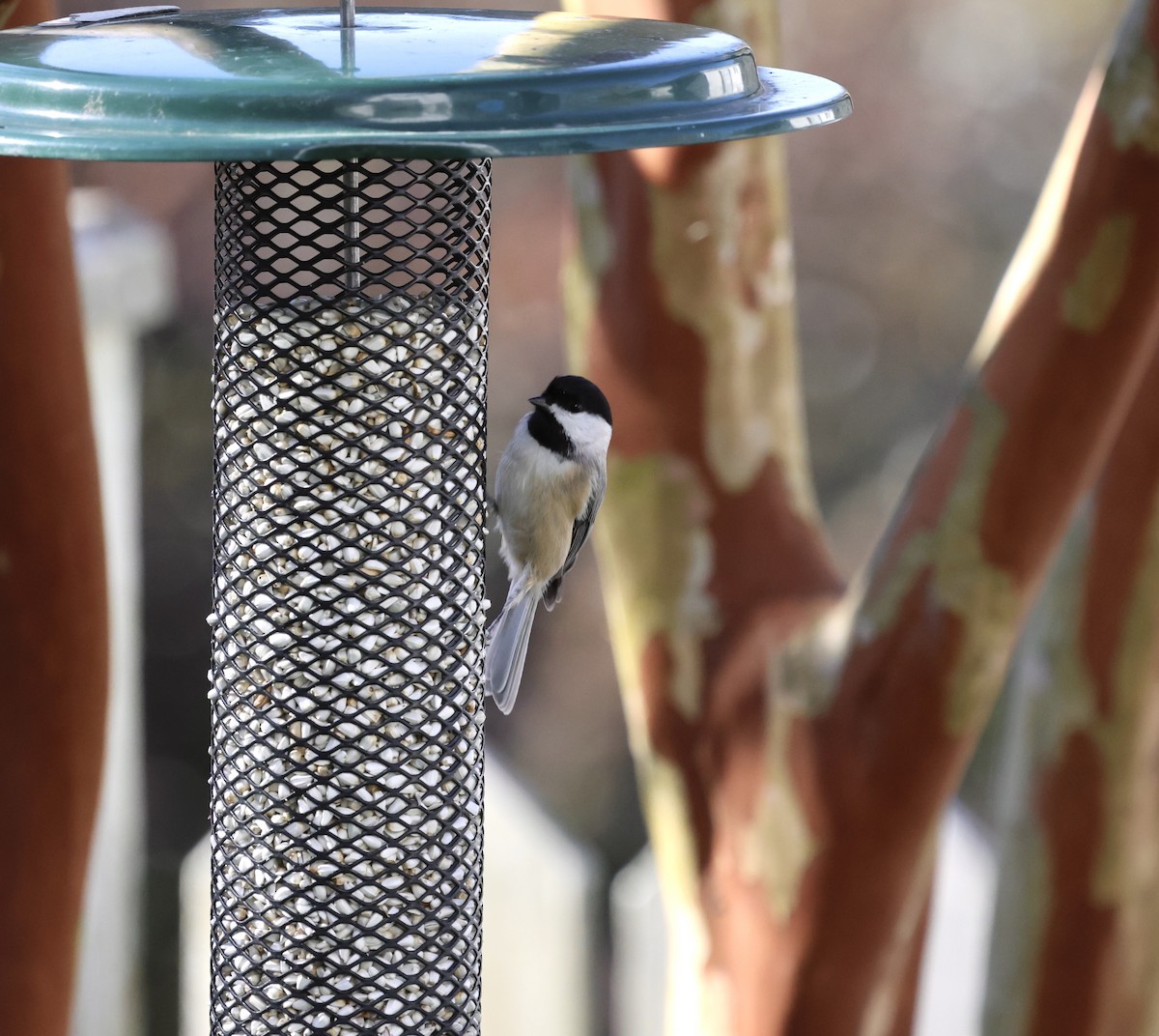Carolina Chickadee - ML612384765