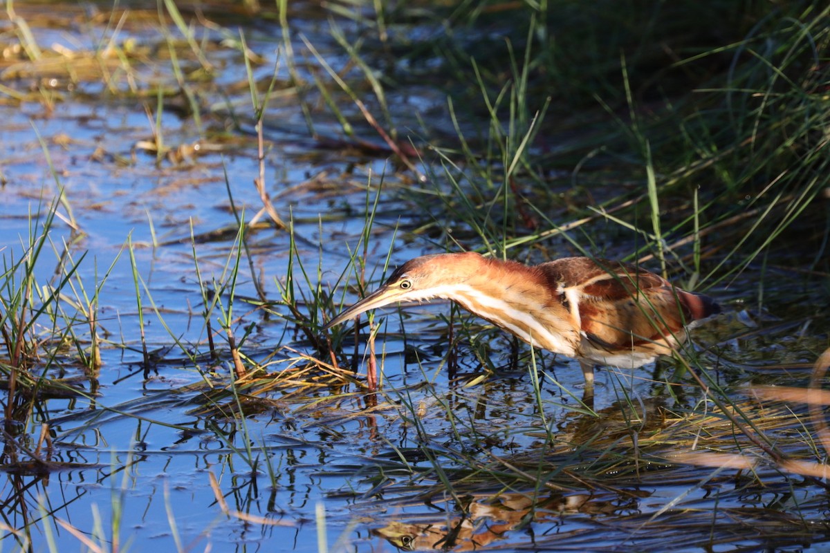 Least Bittern - ML612384837