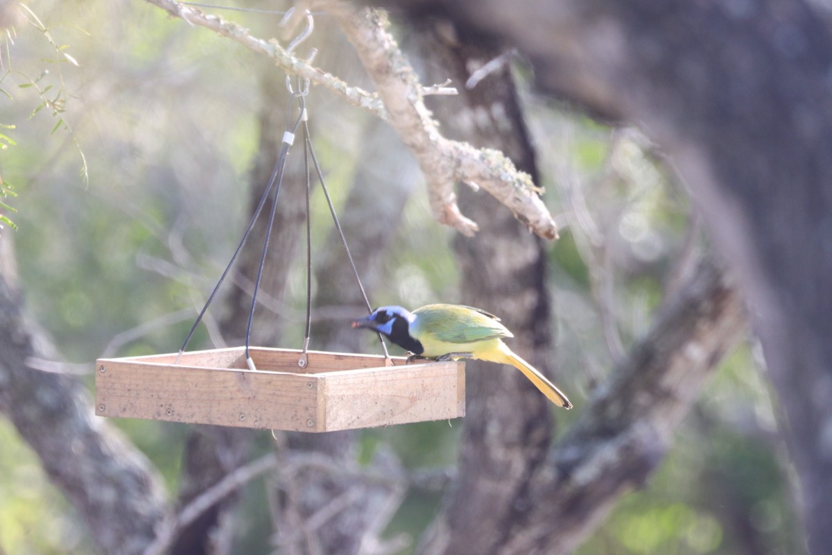 Green Jay (Green) - Javi Gonzalez