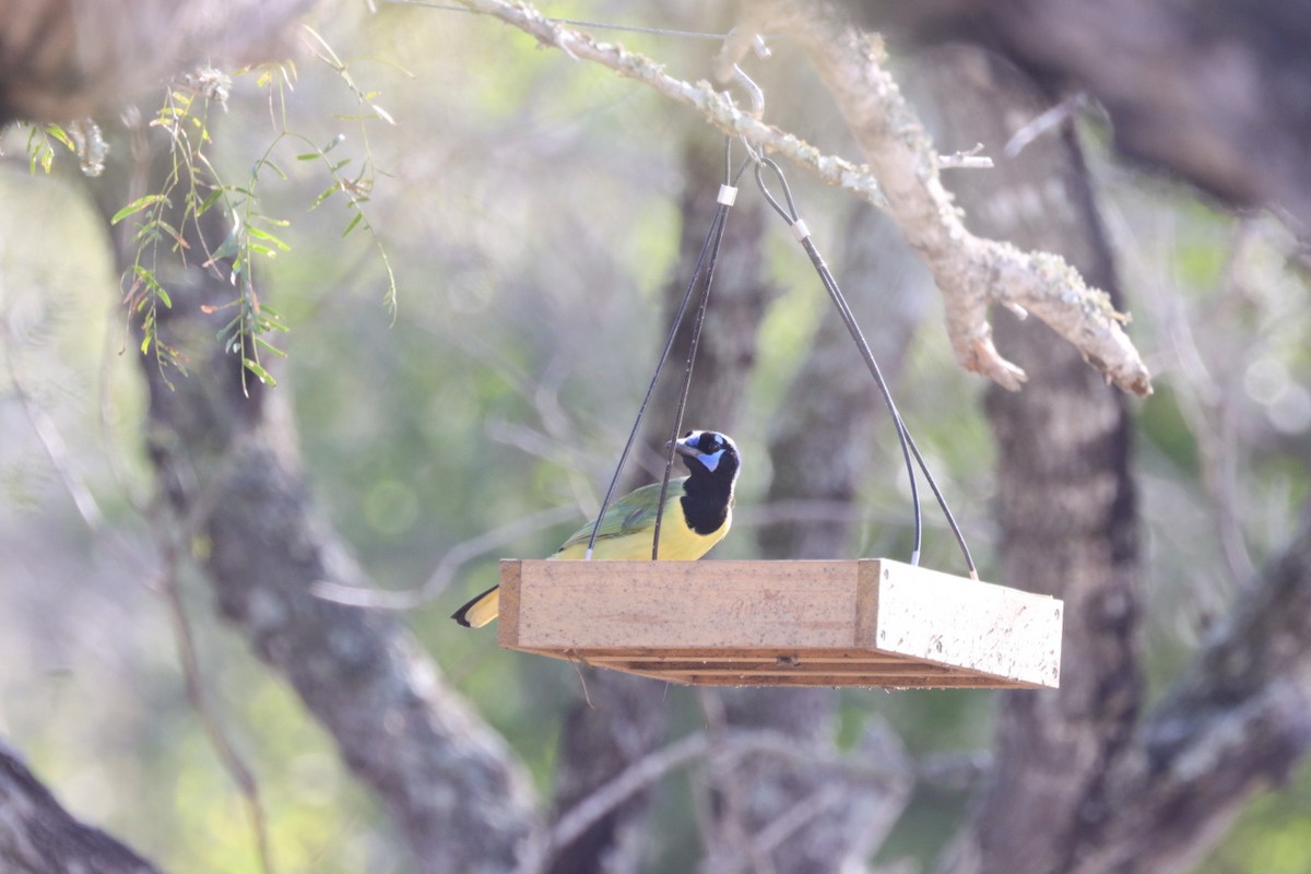 Green Jay (Green) - ML612384909