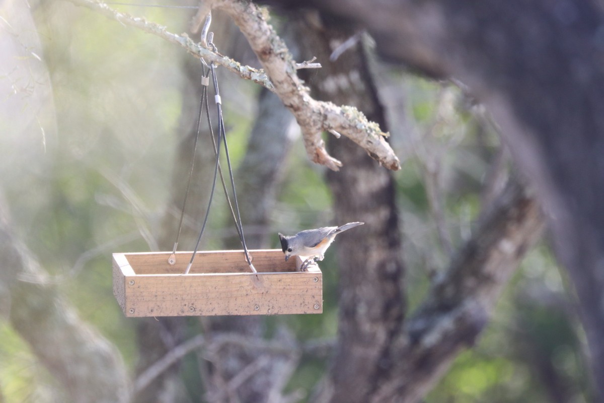 Black-crested Titmouse - ML612384928