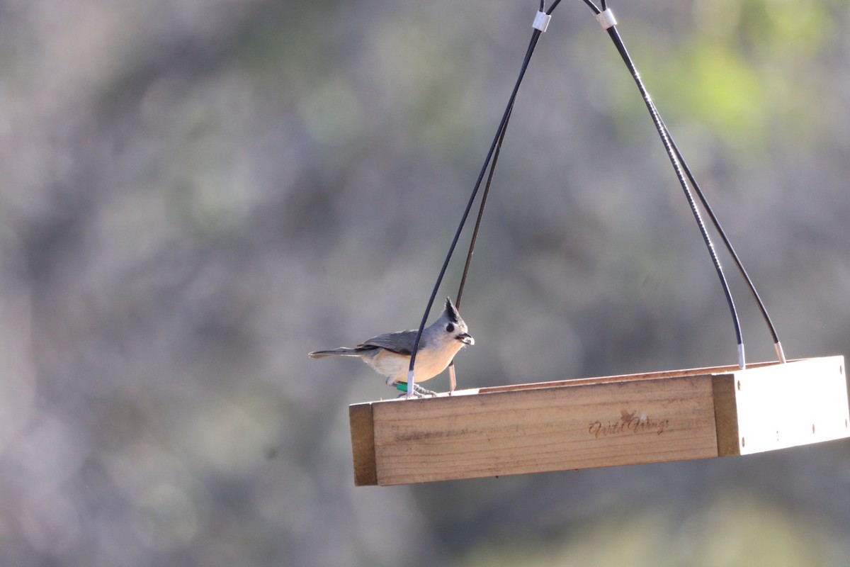 Black-crested Titmouse - ML612384929